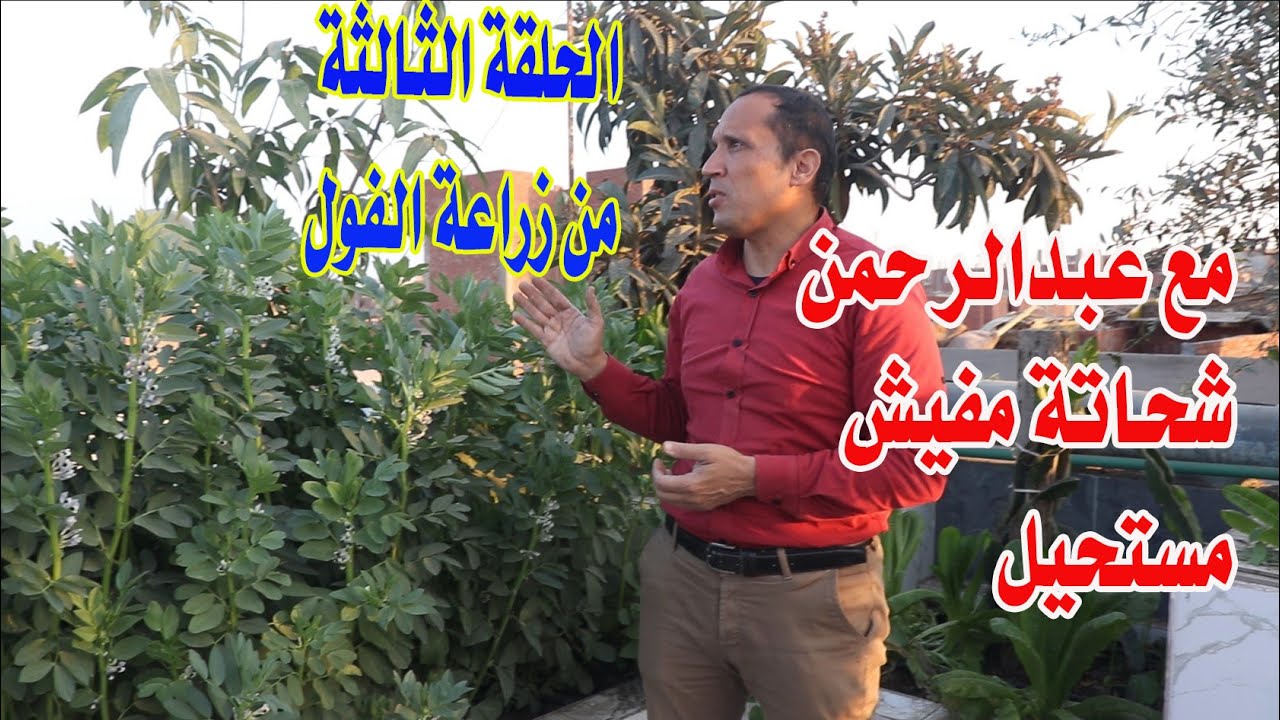 هأعلمك تزرع وتاكل أحلى فول اخضر بلدى من زرع ايديك ( الحلقة الثالثة من ...