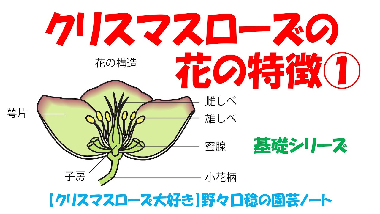 クリスマスローズの花の特徴 Youtube