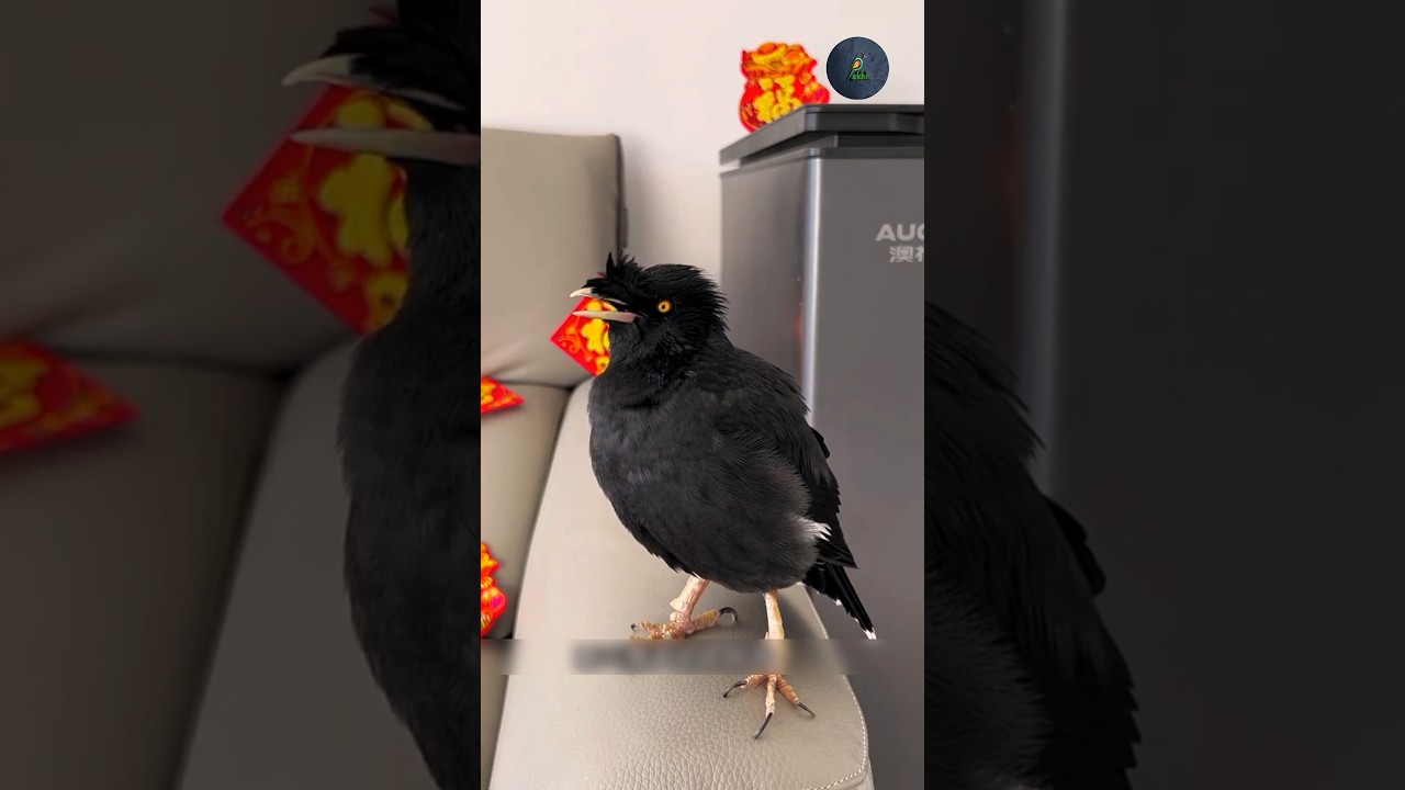 The Shalik bird recited a ghazal about the beloved Prophet Muhammad (PBUH). 