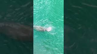 Manatees in Biscayne Bay