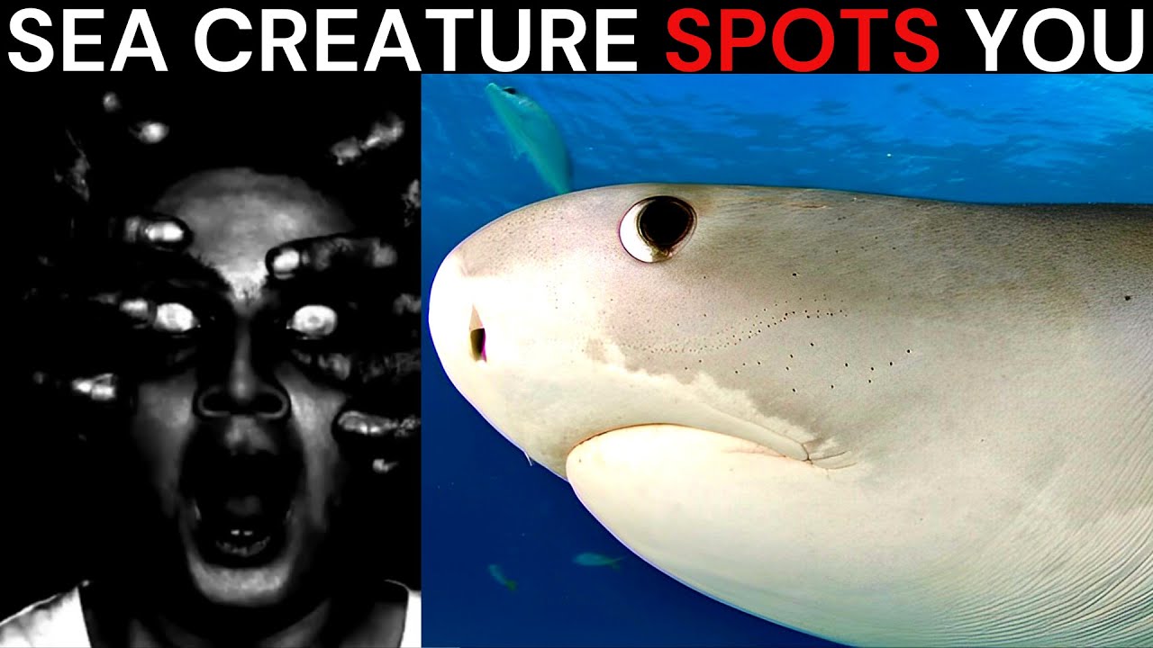 Mr Incredible Becoming Uncanny meme (Sea creature spots you) | 50+ phases