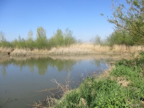 Brabantse Biesbosch : Natuur waar jij je mee verbonden voelt
