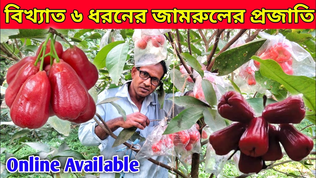 রেড মিসাইল, গ্রীন অ্যাপেল সহ বিখ্যাত ৬ ধরনের জামরুলের প্রজাতি পাবেন || Online Available ||