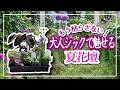 酷暑でも咲き続ける!おしゃれ夏花壇🌿魅せる植栽のコツ🍃6月の台風対策 #ガーデニング #gardening