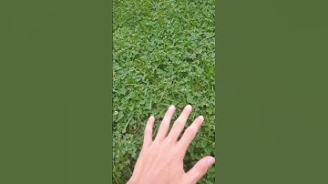 RFS Youtuber touches the grass *Bad ending* 😱 #shorts