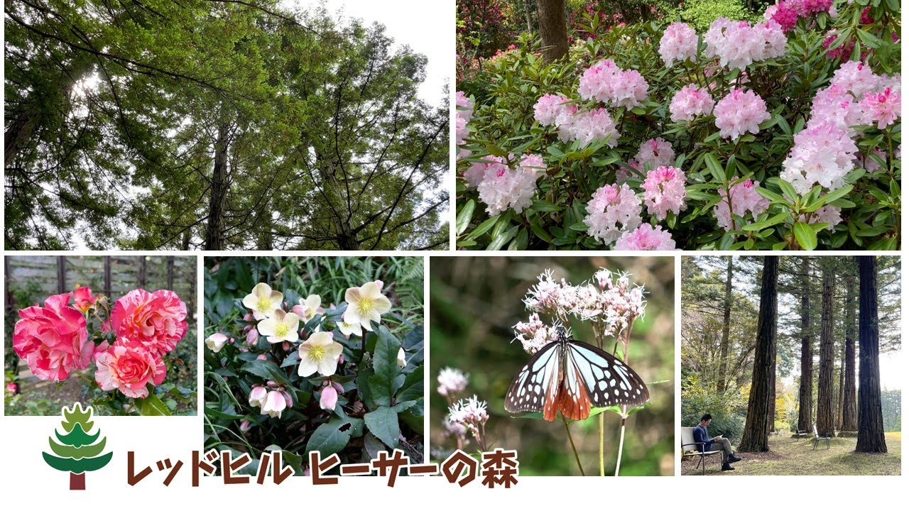 レッドヒル ヒーサーの森の魅力