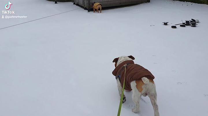 il neige en Bretagne 😱🥶
