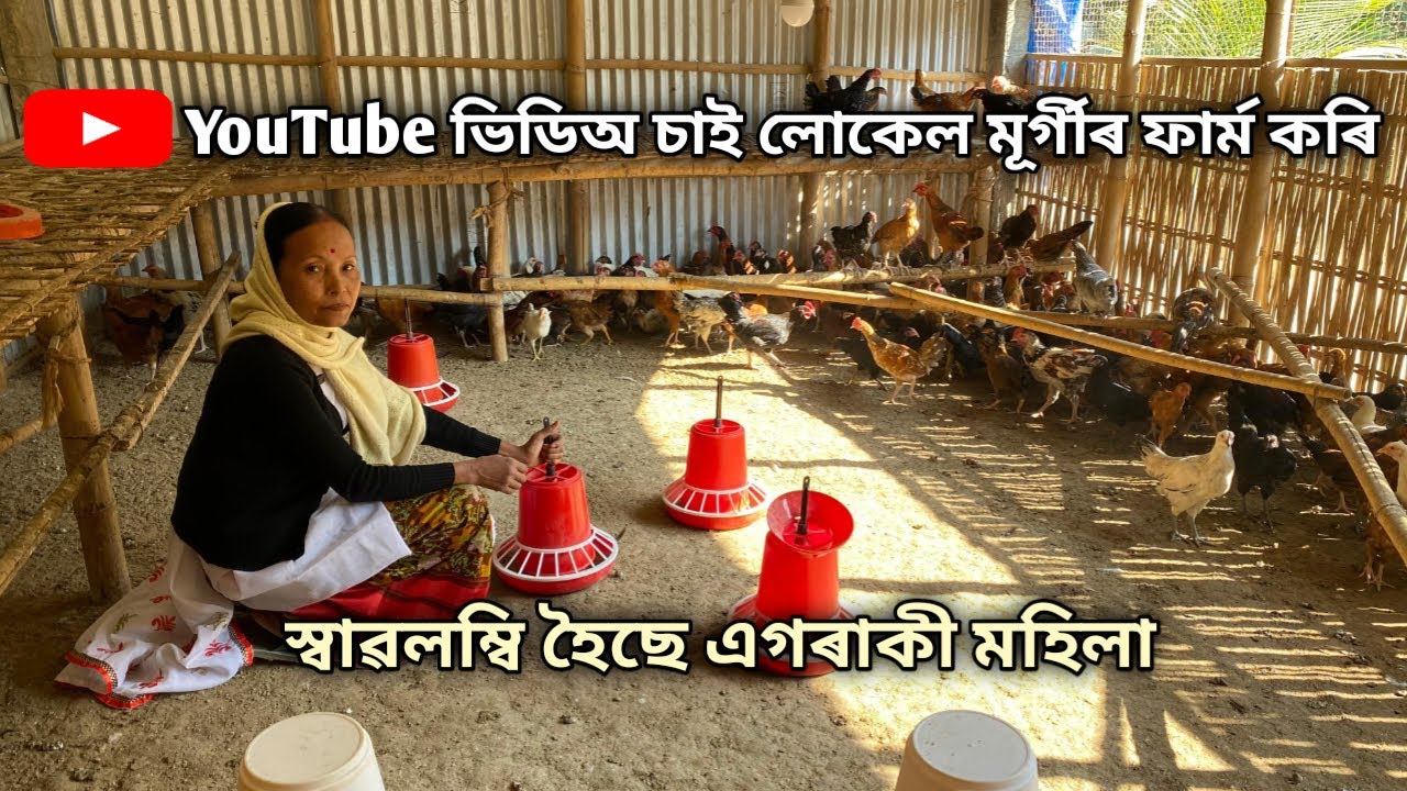 YouTube ভিডিঅ চাই লোকেল মূৰ্গীৰ ফাৰ্ম কৰি স্বাৱলম্বি হৈছে এগৰাকী মহিলা Local Murgi |Local Murgi Farm