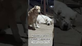 Продаются Щенки алабая +99893 703-04-12 #alabaidog #alabaipuppies