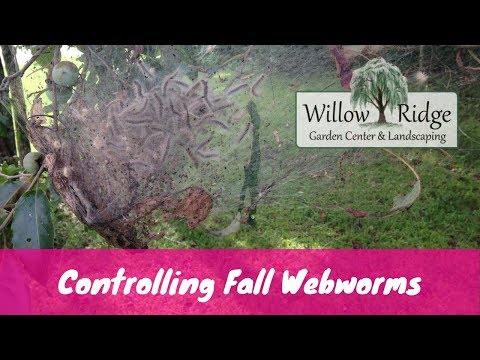 Video: Fall Webworm Control - Ce să faci cu Webworms în peisaj