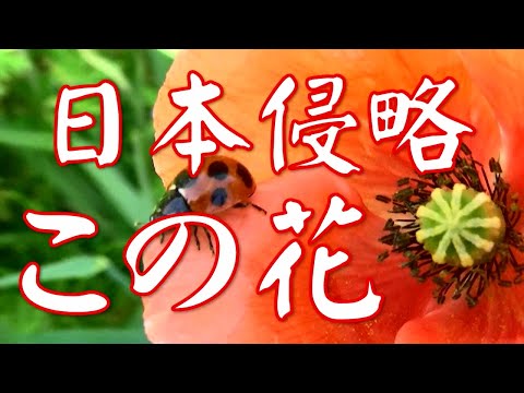 【日本侵略、この花】長実雛芥子（ナガミヒナゲシ）が日本を侵略している！今、日本中どこにでもこの花、花、花です。ポピーなんて呼ばないでください。「どこでもヒナゲシ」か「オッパッピー」と呼びましょう！