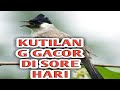 Masteran Suara Kutilang Mbebret Mau Tidur Di Sore Haru Omkicau(.mp3 .mp4) Mp3 - Mp4 Download