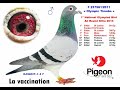 Pigeonmaster  la vaccination
