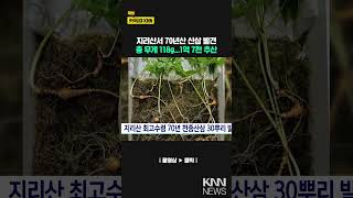 지리산 최고수령 70년 천종산삼 30뿌리 발견 / KNN