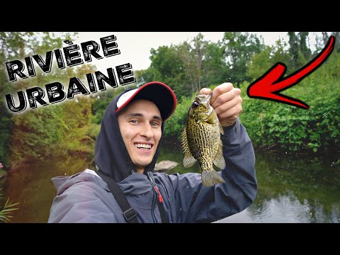 Vidéo: L'achigan à grande bouche va-t-il manger des bluegills ?