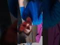Klaskyklaskyklaskyklasky Bernardo bear Enhanced with Confusion (Animation Meme) #shorts