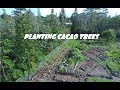 Planting Cacao Trees on Hawaii Island - YouTube