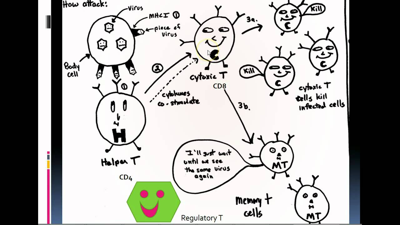 1. the cell mediated immune response