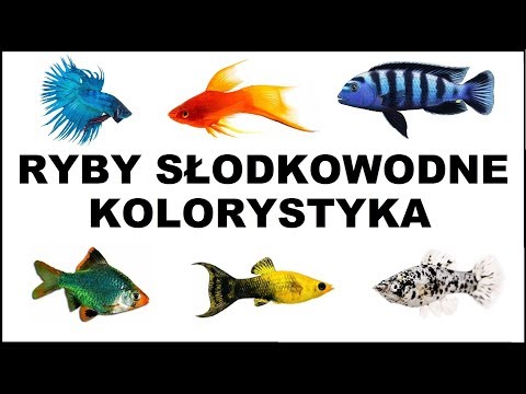 Wideo: Jakie Są Najbardziej Bezpretensjonalne Ryby Akwariowe