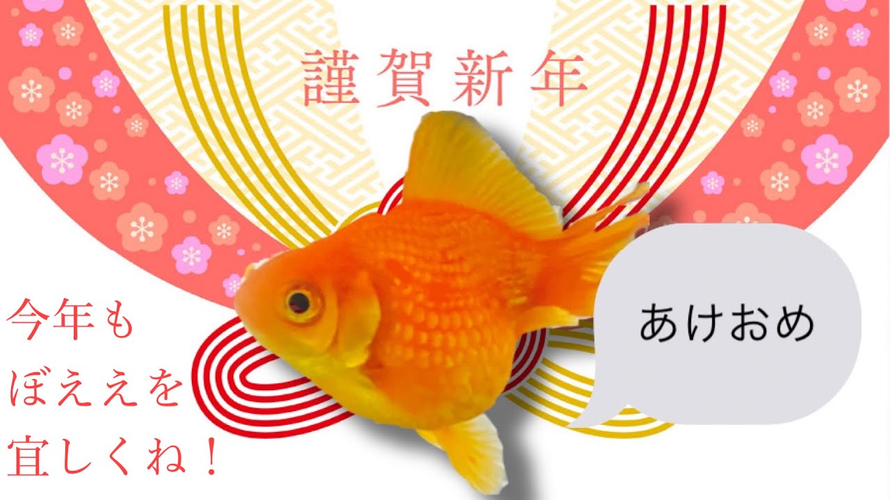 ピンポンパール 金魚飼育者を悩ます 穴あき病 ある薬により完治しました ぼええ Youtube ピンポンパール 金魚飼育者を悩ます 穴あき病 ある薬により完治しました ぼええ Youtube