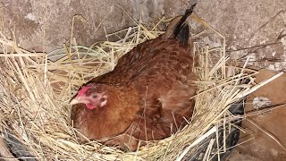 Как посадить квочку на яйца / how to make a hen hatch eggs? / квочка рекордсменка