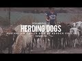 HERDING DOGS: BORDER COLLIE VS. AUSTRALIAN CATTLE DOG の動画、YouTube動画。