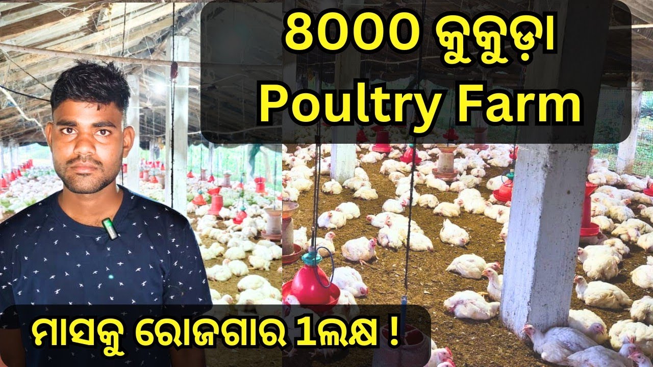 8000 Bird ଫାର୍ମ ରୁ ମାସକୁ 1 ଲକ୍ଷ ରୋଜଗାର Poultry Farm business in odisha/Broiler PoultryFarm in odisha