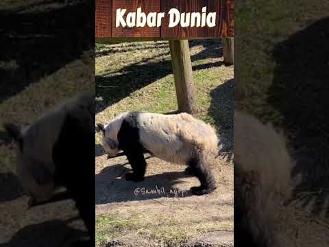Video: Besøgsoplysninger om Memphis Zoo