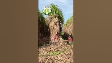 Subscribe YouTube channel for sugarcane farming videos #riar_sugarcane_farm