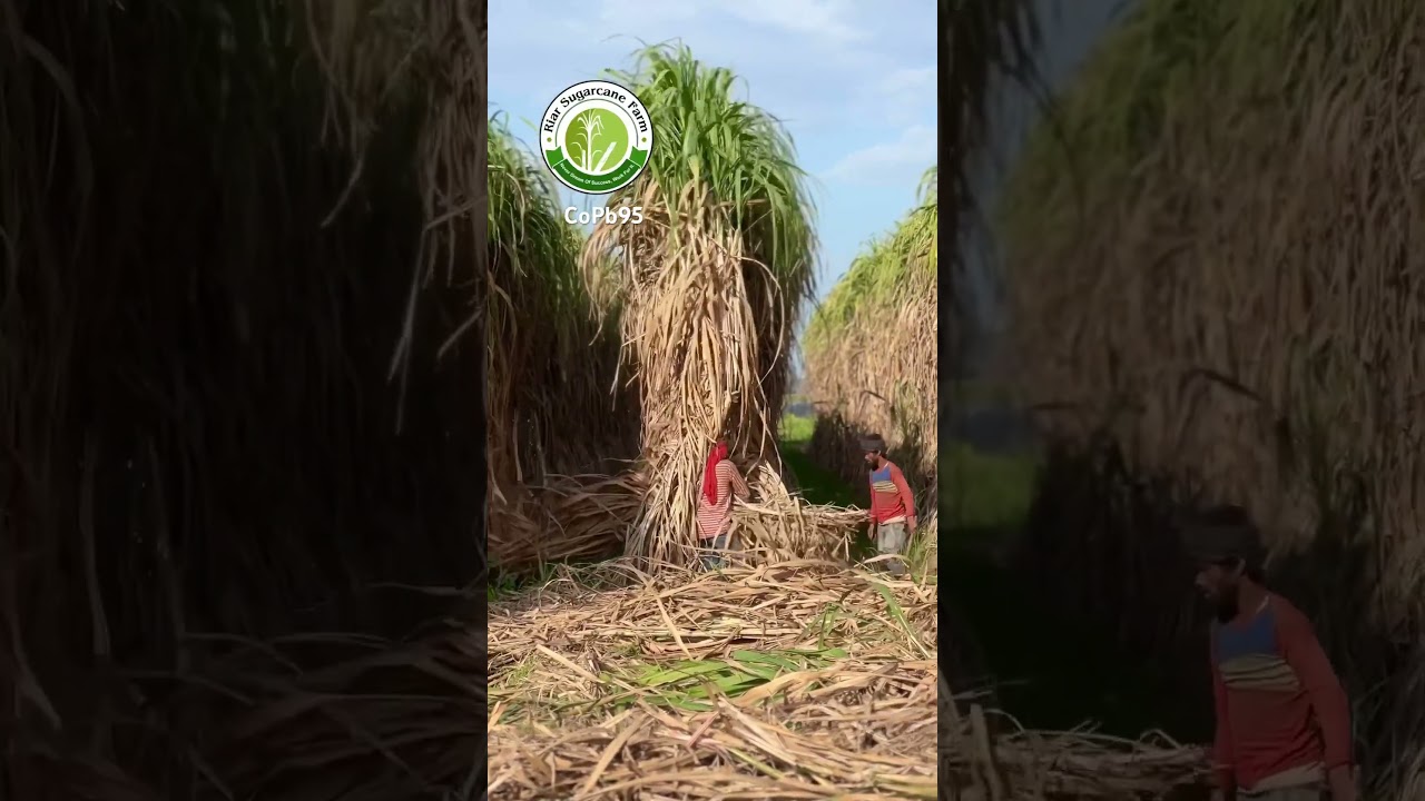 Subscribe YouTube channel for sugarcane farming videos #riar_sugarcane_farm