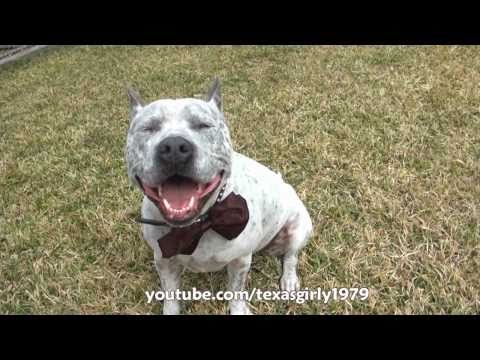 Kikilips (Bow Tie) song by Ivo Linna. Pit Bull Sha...