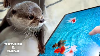 видео: Неожиданная реакция умной выдры на виртуальную рыбу на планшете картинка: Неожиданная реакция умной выдры на виртуальную рыбу на планшете