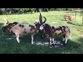 Rams giving each other a massage