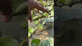 🎣 Dangerous Fish Catch Gone Wrong! #viral #fish #shorts #viralvideo #trending #hugefish #animals