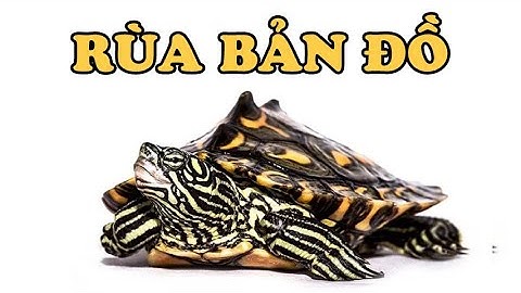 Tìm hiểu về rùa Bản đồ | Loài rùa có họa tiết đặc biệt | Hoàng Long Family