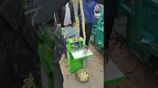 Framing the Harvest Season | #HarvestSeason #Agriculture #Harvest #YouTubeShorts