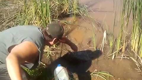 Turtle trapping part 1