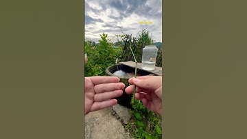 Cá Lớn - câu Cá Chép bằng cần Khủng 😱 #khacthuyvlogg