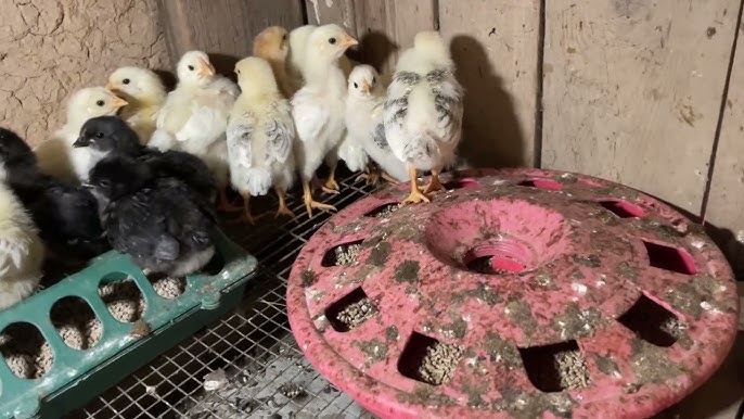 Пизды кончает онлайн