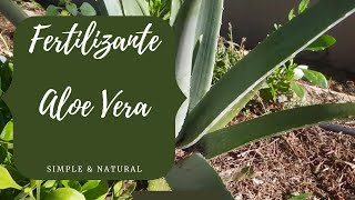 Como hacer abono líquido casero  de ALOE VERA /el  mejor fertilizante