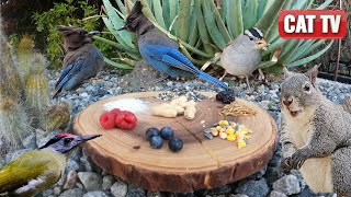 CAT TV for Cats to Watch | Charcuterie Board Picnic with Birds, Squirrels, and Bunnies  | Dog TV