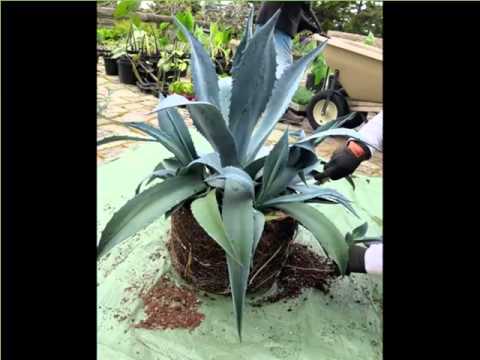 Blue Agave Plant In Pot | Decorating Idea With House 