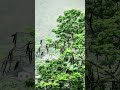 Nature dancing in the rhythm of rain🌧️🌲#youtube#youtubeshorts #viral #viralvideo #viralshorts