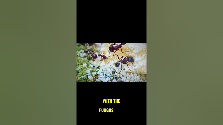 Did You Know There’s a Zombie Fungus That Controls Ants’ Minds? | Nature’s Creepiest Parasite