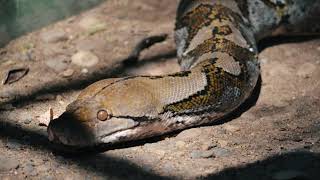 Here's How to Take Good Care of Reticulated Pythons by Animals & Pets 677 views 5 years ago 4 minutes, 40 seconds