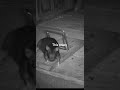 Cray ray #funny #rat