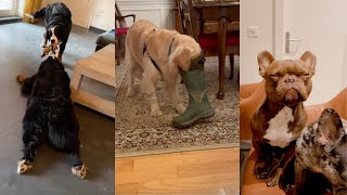 Pets Doing The Funniest Things Ever 🤣 by PetsOnly 2,400 views 4 months ago 8 minutes, 4 seconds