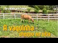 A VAQUINHA CHEGOU NO SÍTIO NOVO