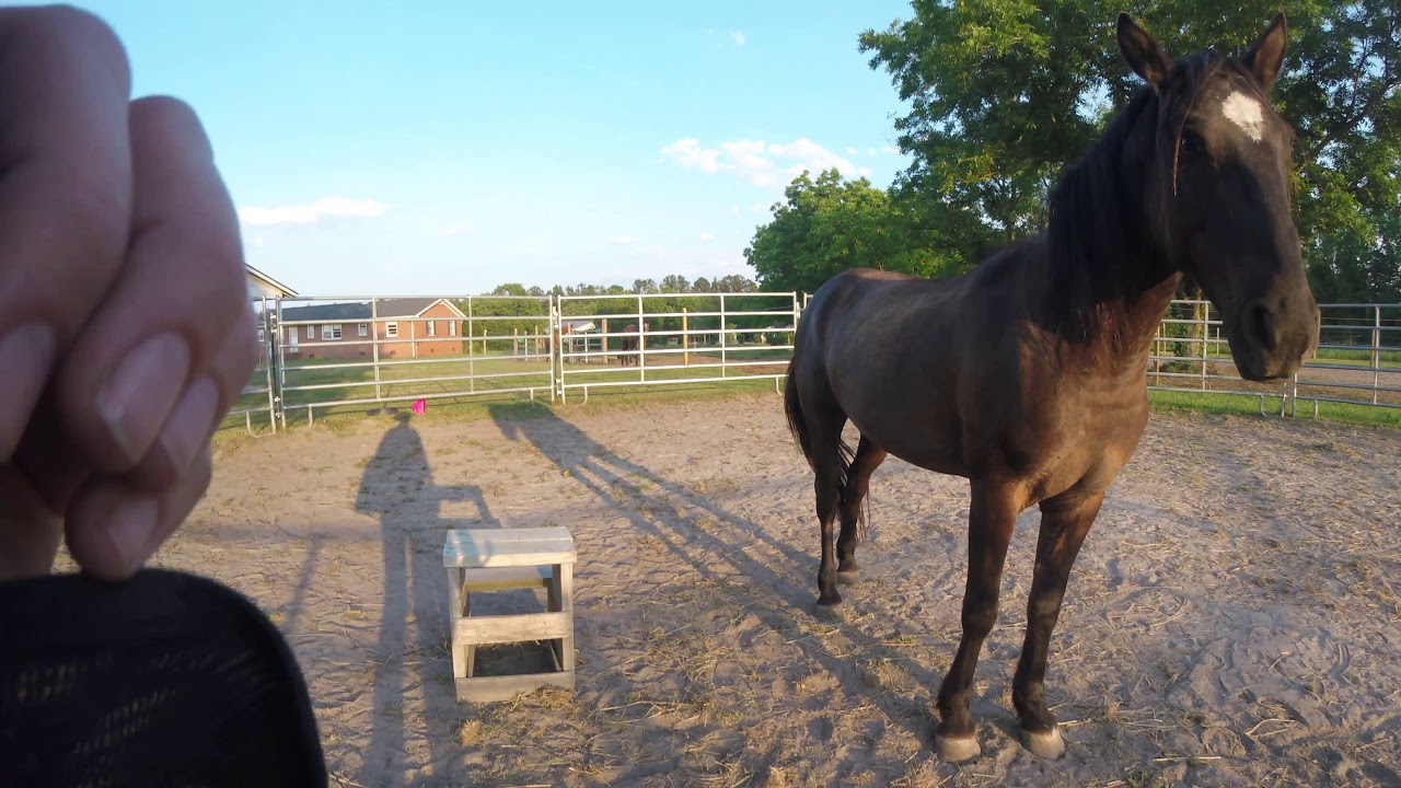 Desensitizing a Horse to the Whip Go Pro Footage YouTube