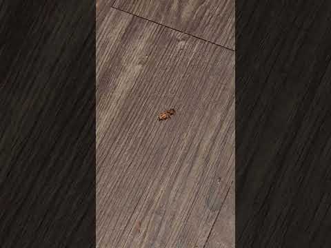 Video: Vaistas nuo tarakonų 